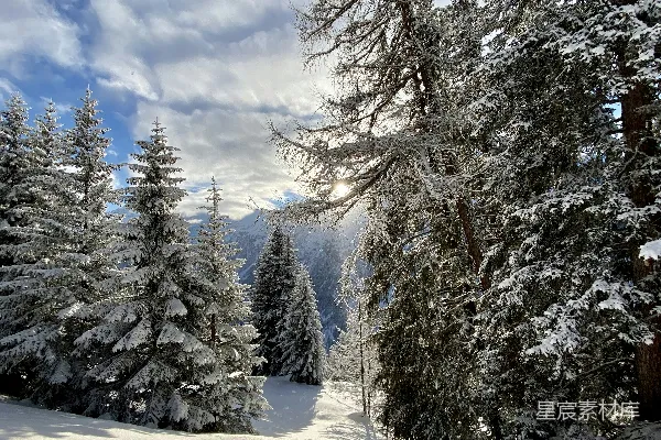 高清摄影 冬日雪景：阳光下的松林
