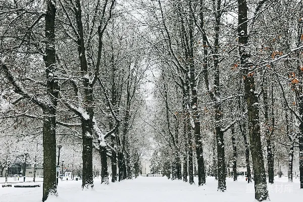 高清摄影 雪后的林荫道