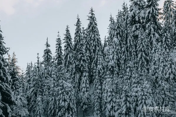 高清摄影 冬日雪林