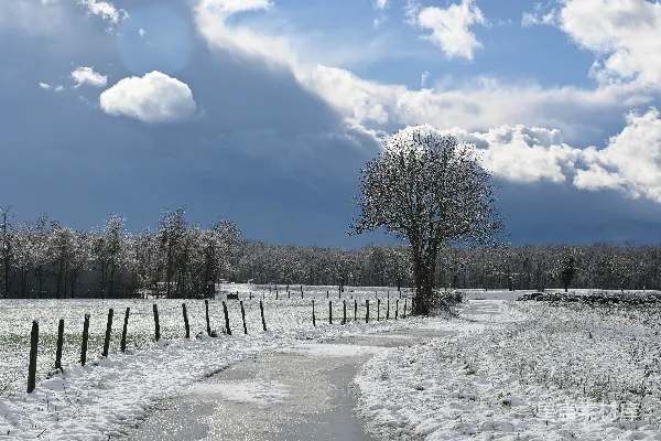 高清摄影 冬日雪景中的宁静小径