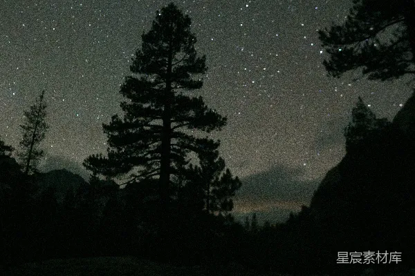 高清摄影 夜幕下的松林与星空