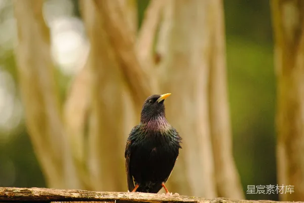 高清摄影 栖息的鸟儿
