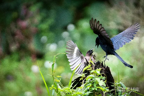 高清摄影 森林中的鸟类争斗