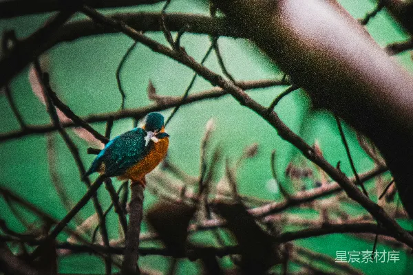 高清摄影 蓝橙色翠鸟栖息在树枝上