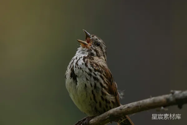 高清摄影 林中歌者：正在鸣叫的麻雀