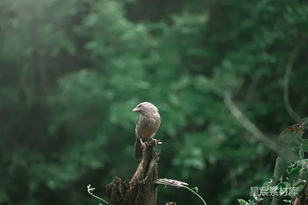 高清摄影 林间小憩的鸟儿