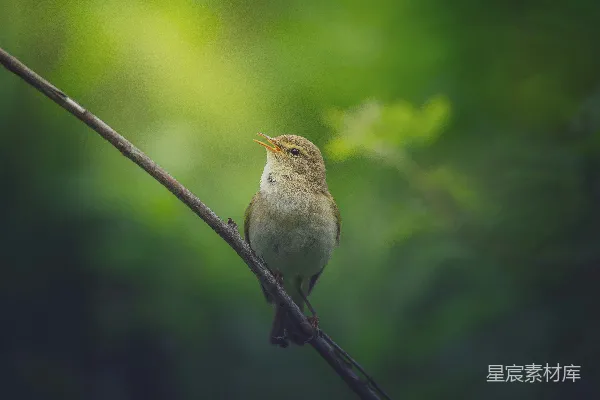 高清摄影 自然中的小小歌唱家