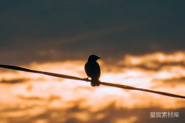 高清摄影 黄昏电线上的鸟