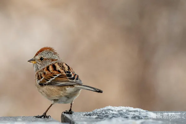 高清摄影 冬日小雀栖息于雪地