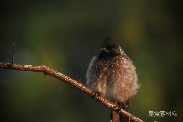 高清摄影 静谧的树枝上的鸟