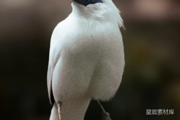 高清摄影 印尼长冠八哥