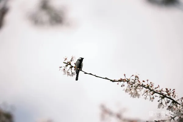 高清摄影 樱花树上的小鸟