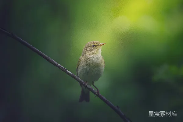 高清摄影 林中绿意与小生灵