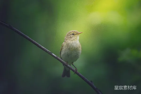 高清摄影 林间的小鸟