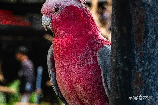 高清摄影 粉红色的鹦鹉栖息在木桩上