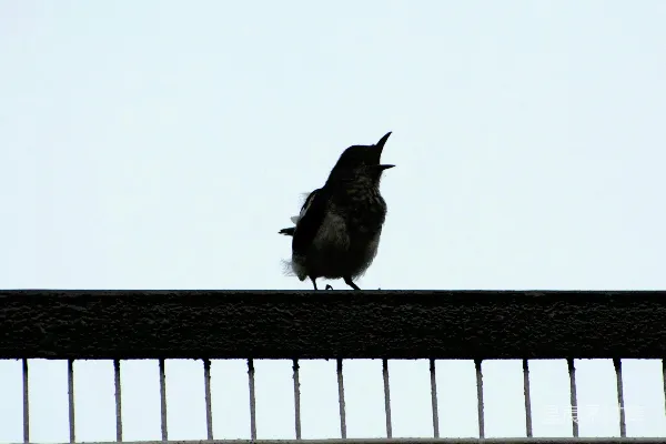 高清摄影 阳台上的鸟儿