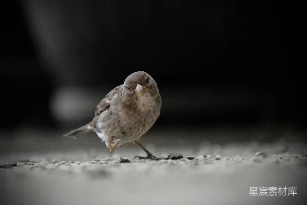高清摄影 觅食的麻雀