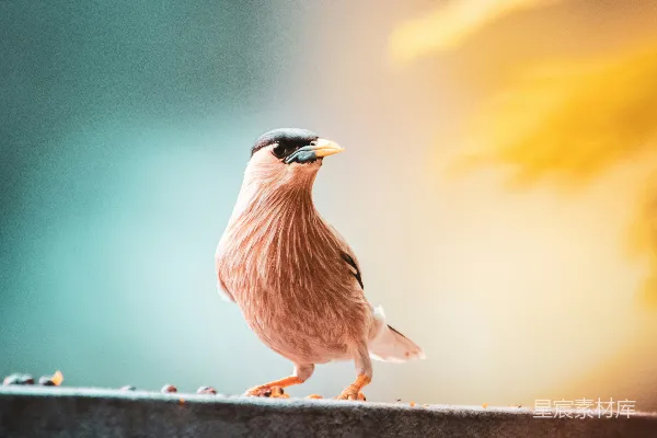 高清摄影 清晨的鸟儿