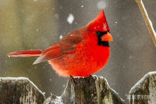 高清摄影 冬季雪中的红雀