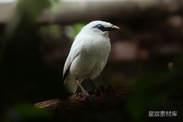 高清摄影 白头鸟栖息在树枝上