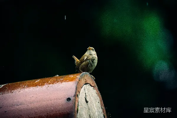 高清摄影 雨中栖息的小鸟