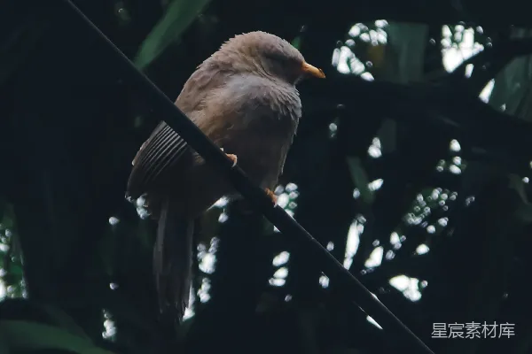 高清摄影 雨后栖息的鸟儿