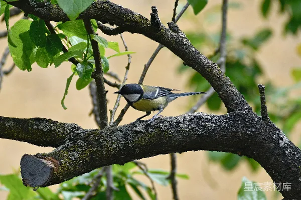高清摄影 林间小憩的山雀