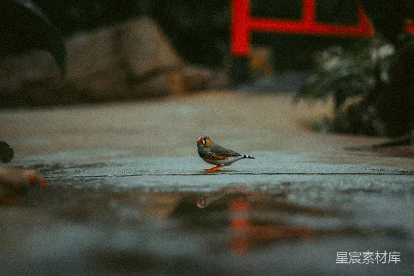 高清摄影 雨后小憩的鸟儿