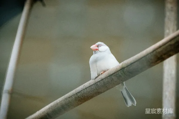高清摄影 静谧的鸟儿