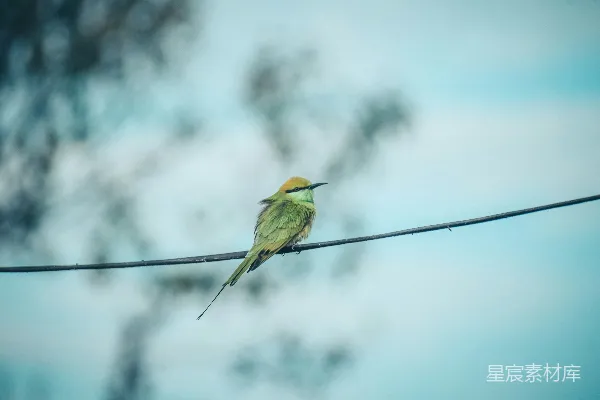 高清摄影 绿蜂鸟栖息在电线上的宁静时刻