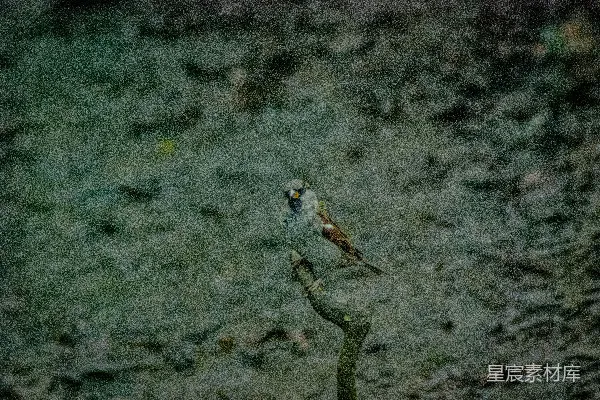 高清摄影 静谧森林中的小麻雀