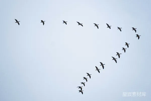 高清摄影 雁阵飞翔