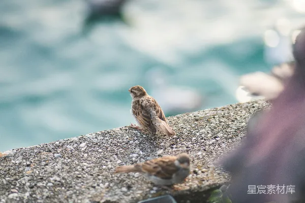 高清摄影 海边的麻雀
