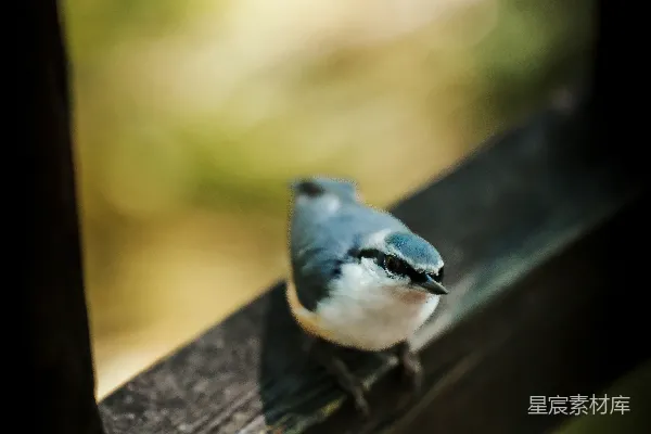 高清摄影 窗外的鸟儿