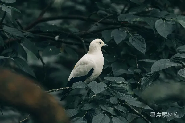 高清摄影 白鸽栖息于绿叶间