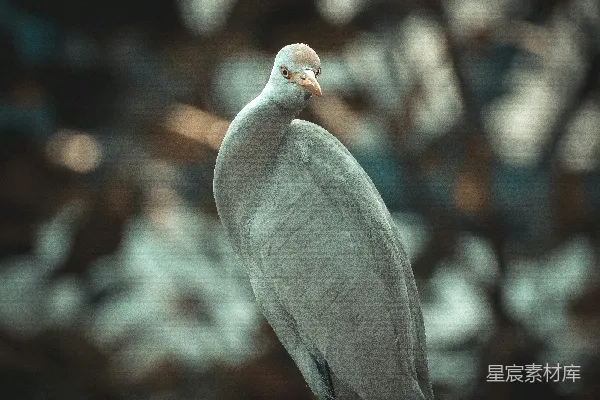 高清摄影 灰鹭的静谧时刻
