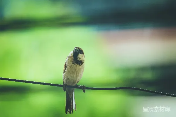 高清摄影 鸟儿停在电线上的静谧时光
