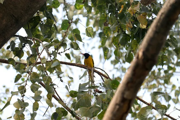 高清摄影 黄黑相间的鸟栖息在树上