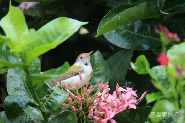 高清摄影 雨后花丛中的小生灵