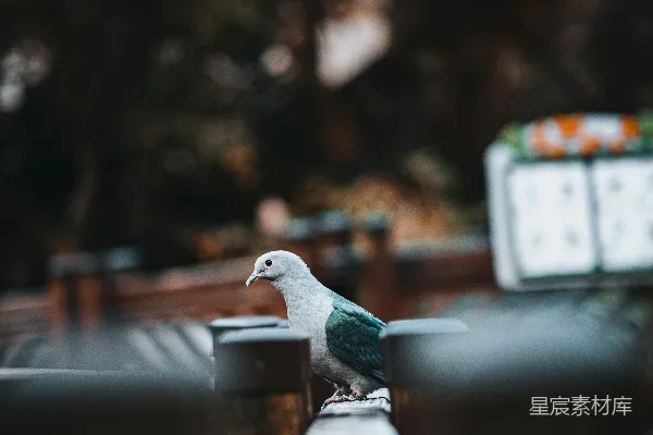 高清摄影 雨后的小憩