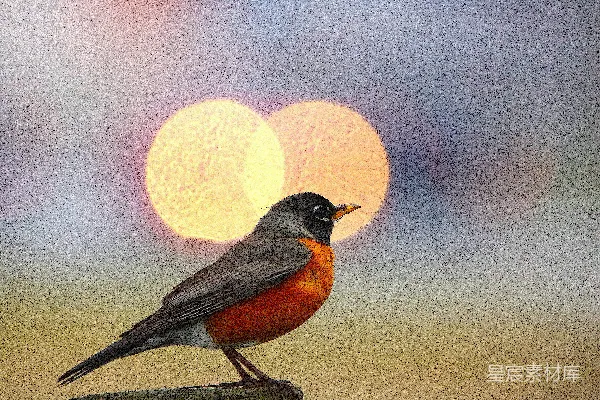高清摄影 夕阳中的鸟儿