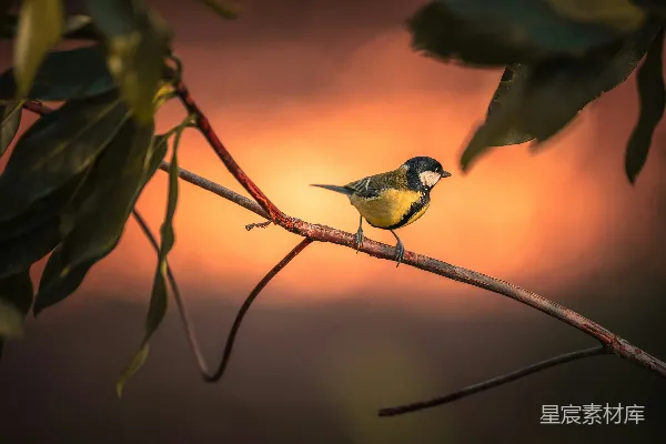 高清摄影 夕阳下的小黄雀