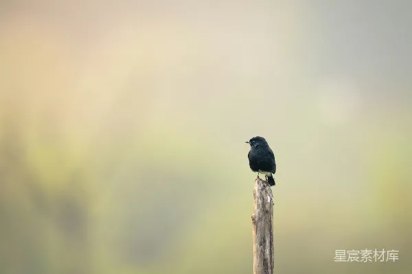 高清摄影 黑鸟栖息在枯枝上