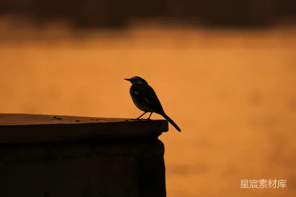 高清摄影 黄昏中的鸟影