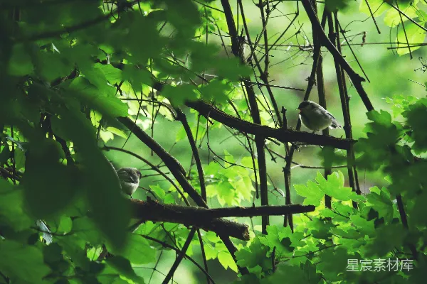 高清摄影 林间小憩的鸟儿