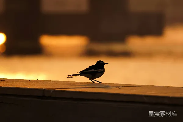 高清摄影 黄昏中的鸟影