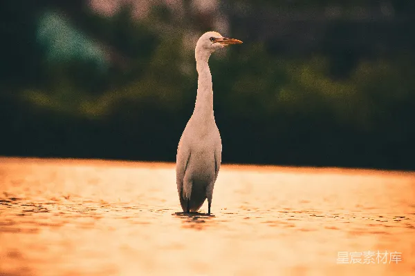 高清摄影 晨光中的白鹭