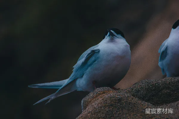高清摄影 静谧的海鸥