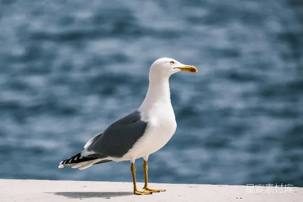 高清摄影 海鸥在海岸边