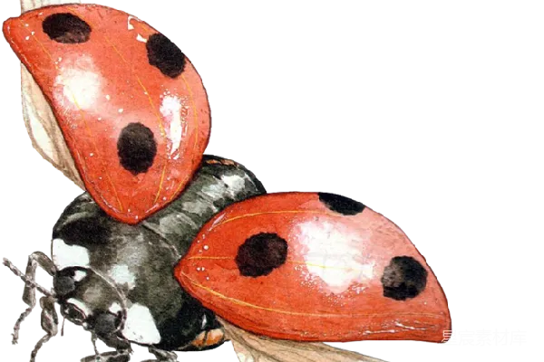 元素素材 ladybug